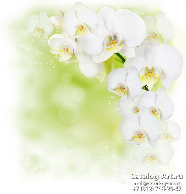 White orchids 42